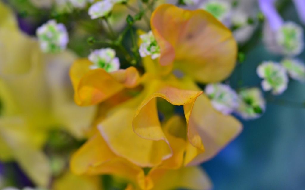 Sweet Pea-Brown flowers have delicate petals
