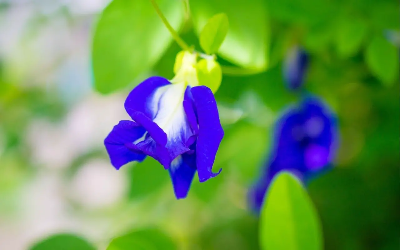 Are Sweet Pea flowers edible?