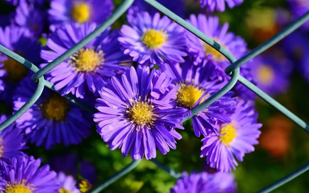 Purple and yellow aster
