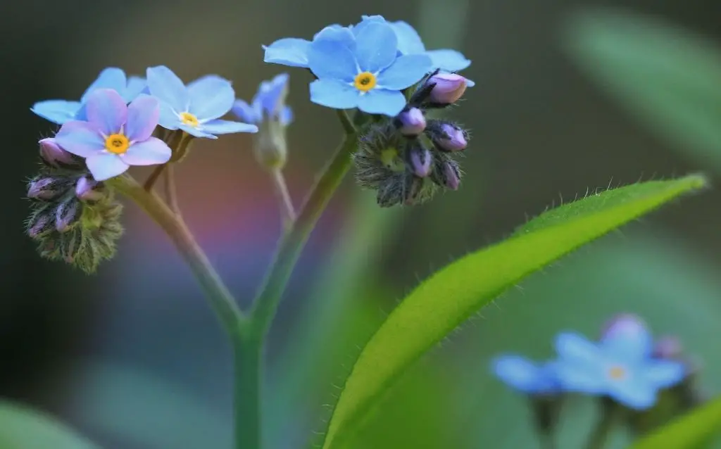 Forget me Nots are bluish-purple