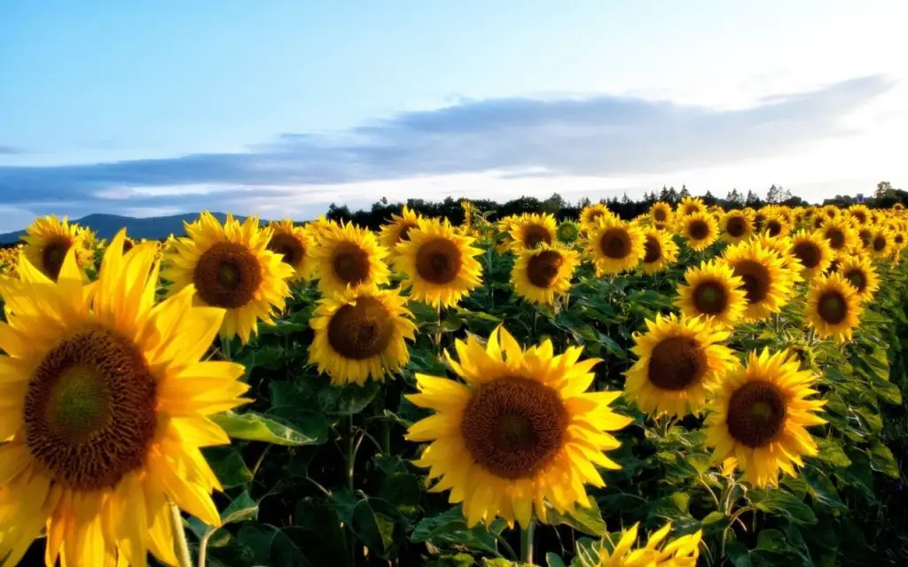 Top 10 types of sunflowers