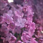 What Is The Prettiest Purple Flower? Purple Flowers
