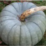 Which Is the Best Blue Pumpkin Variety_featured image