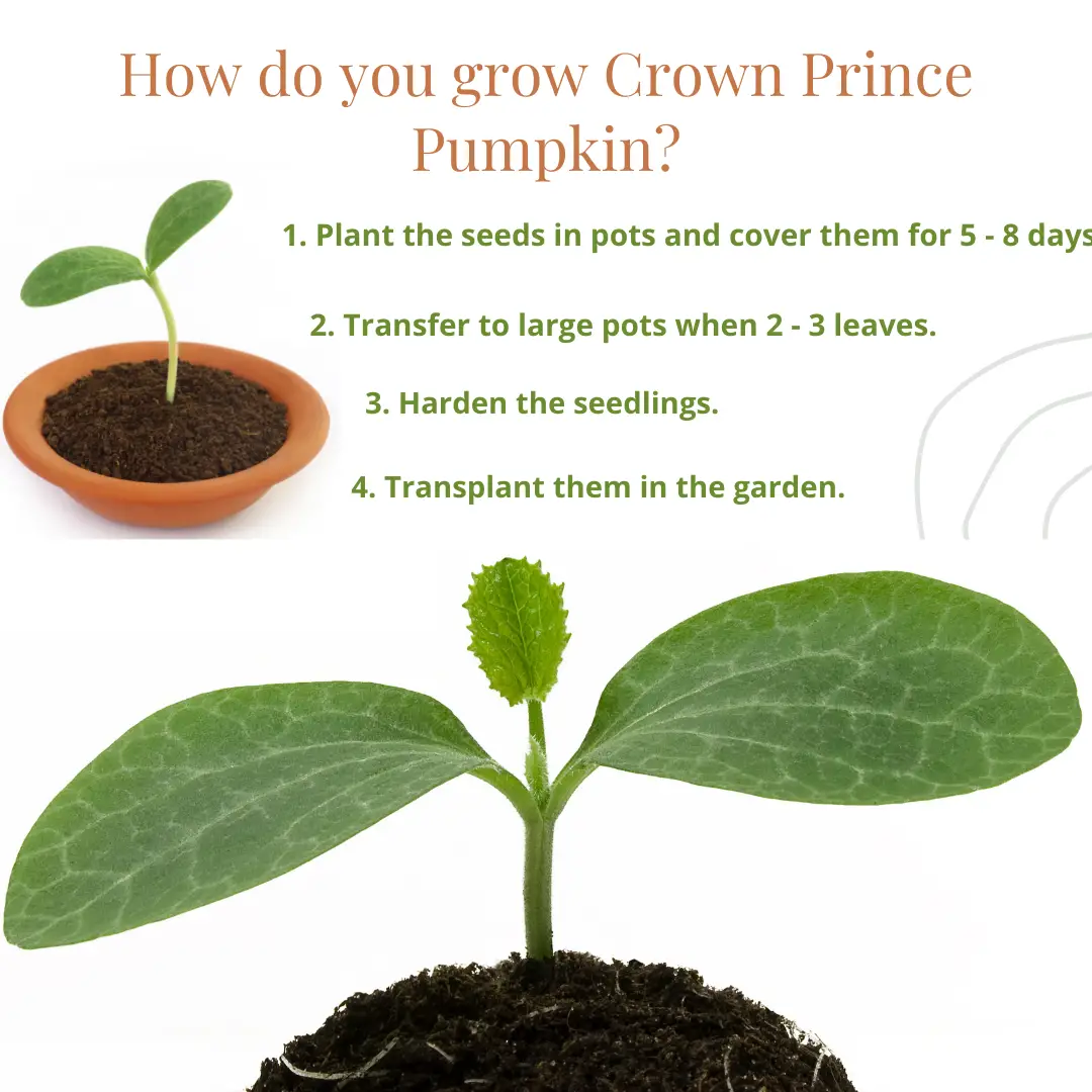 Crown prince pumpkin growing