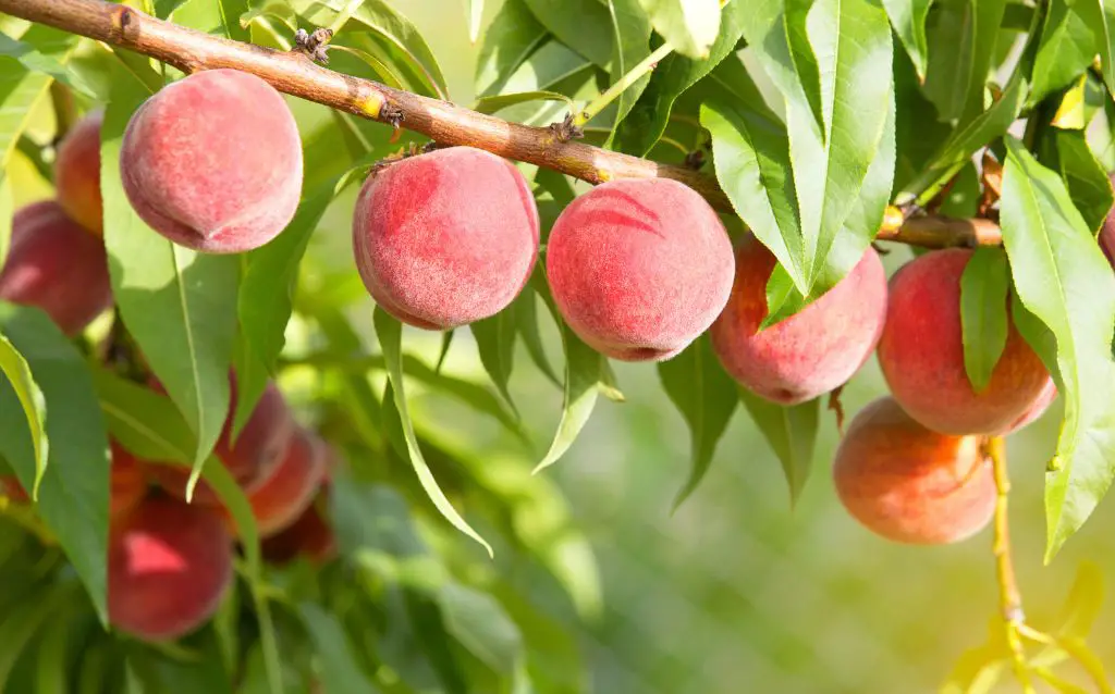 peaches on a branch