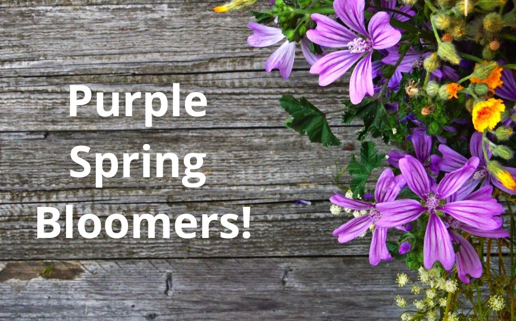 Post top - blooming spring purple flowers