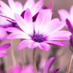 Purple Flowers That Bloom in Spring