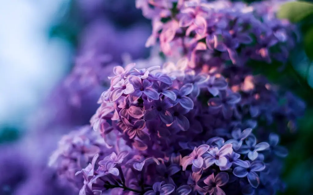 The Lilac is one of the prettiest flowers