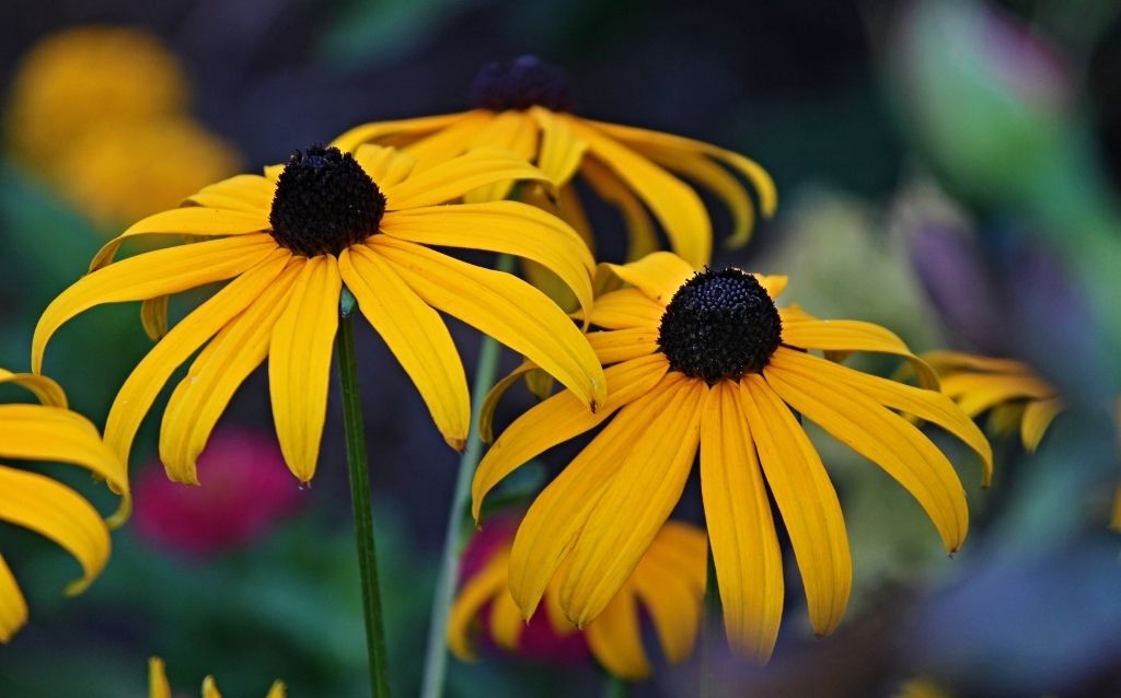 Yellow coneflower starts with Y