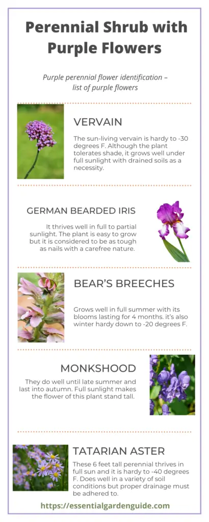 Perennial Shrub with Purple Flowers - Essential Garden Guide