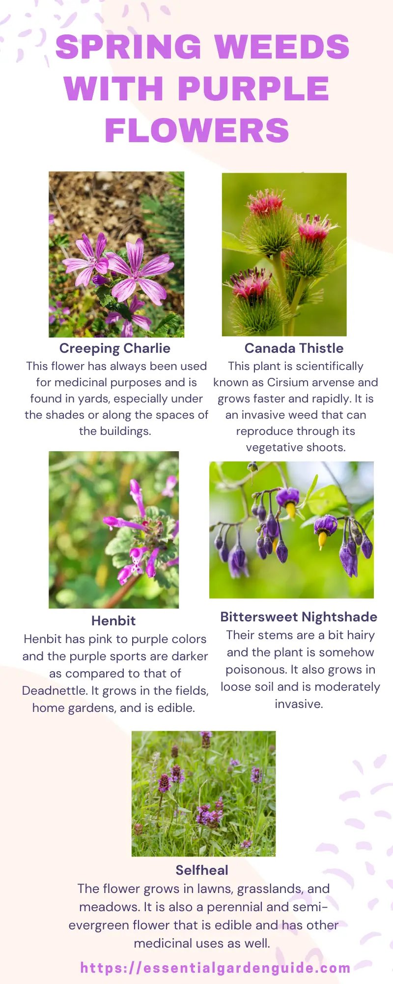 Infographic - What are those purple weeds called?