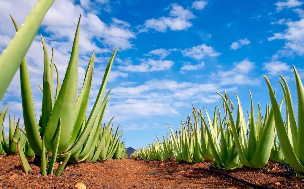 Aloe vera is a type of desert plant that does well in pots