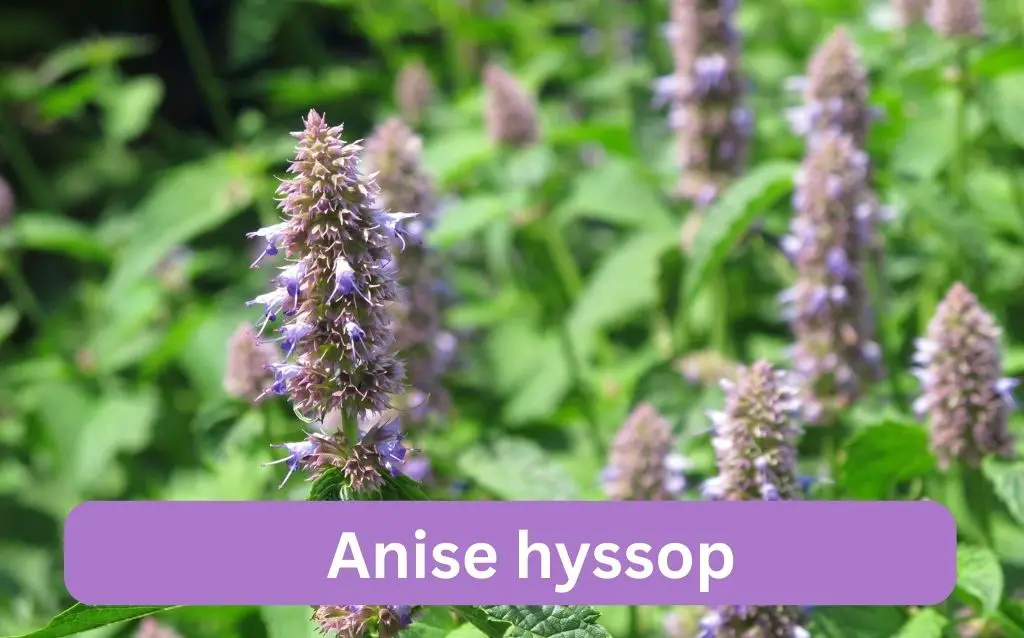 Anise hyssop pink-purple blooms