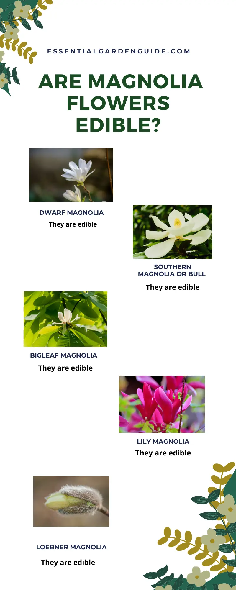 Which varieties of Magnolia flowers can you eat?