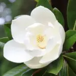 Are Magnolia Flowers Edible?