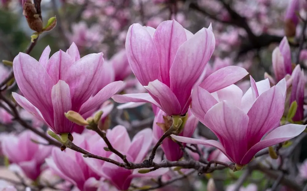 Can you eat Magnolia flowers?
