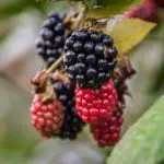 Blackberry Diseases, Pests and Other Problems