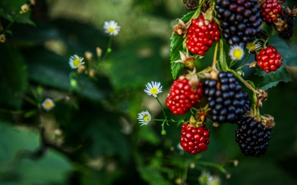 Blackberries are prone to leaf and fruit diseases