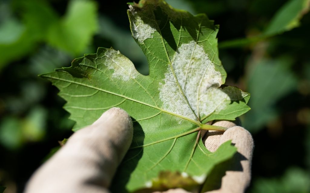 Downy fungus disease affects leaves