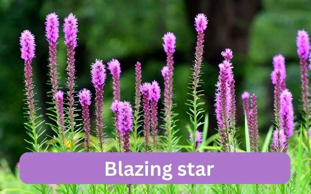 Blazing star flowers are long and purple colored