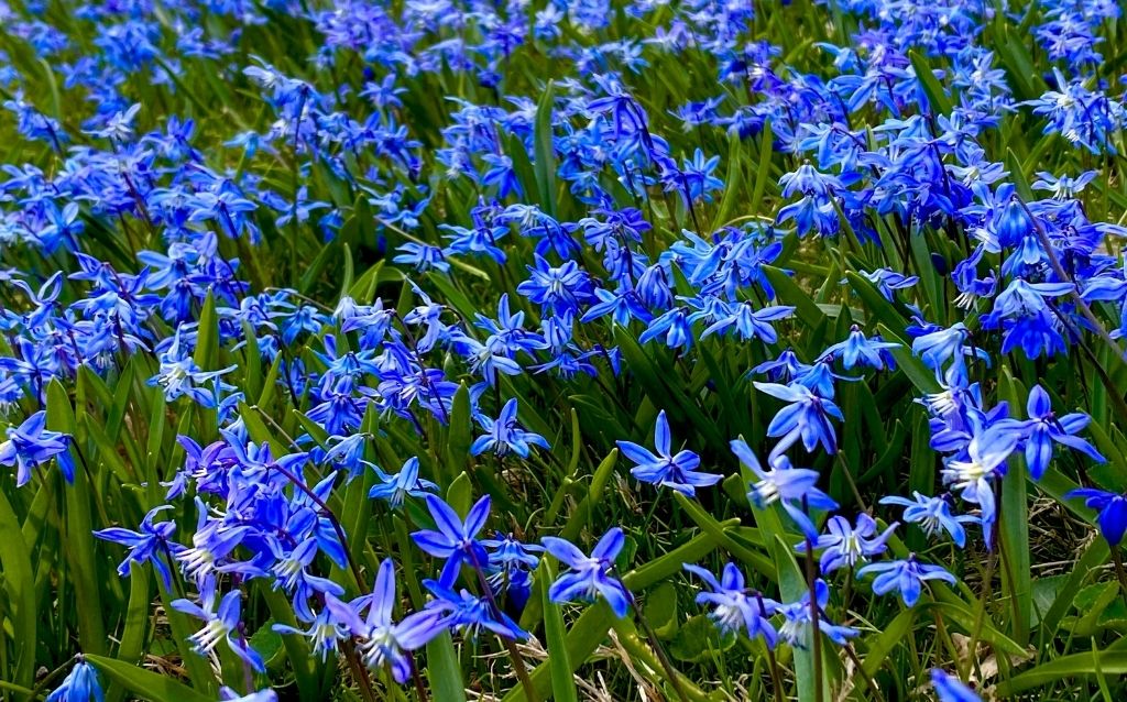 Blue Star blooms are rich blue colored