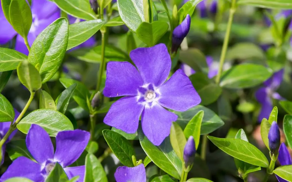Lesser periwinkle flower petal are more purple than blue