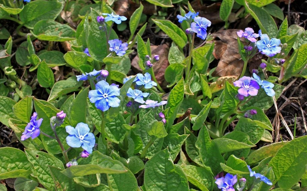Brunnera blooms look like blossoms but they are blue flowers