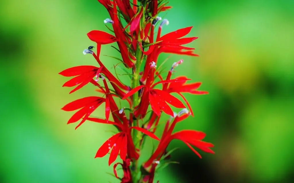 Red petal of Cardinal Flowers