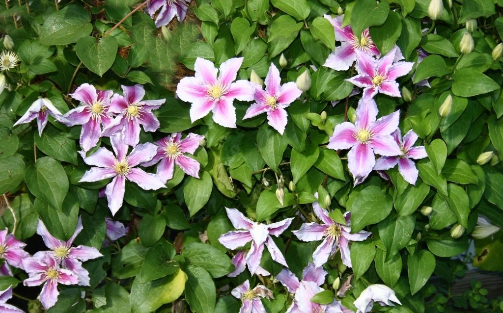 Clematis blossoms in winter