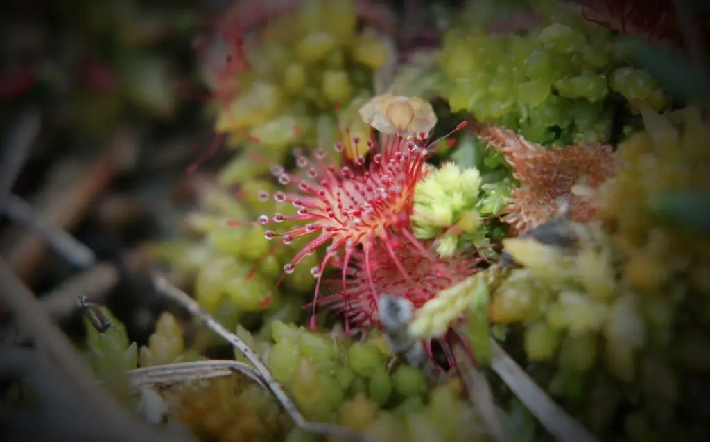Cape sundew - insect eating C flower