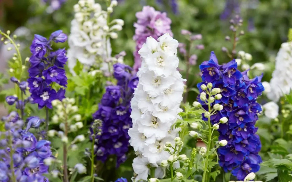 Delphiniums are a popular flower with blue variations