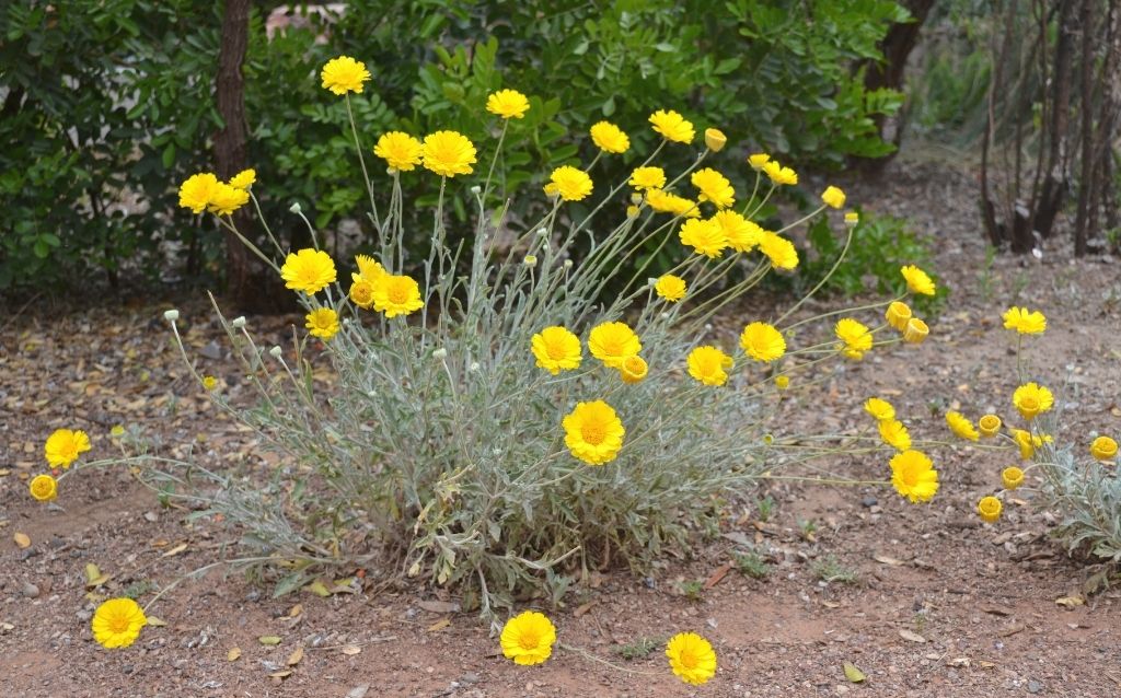 The desert marigold is easy to grow for kids