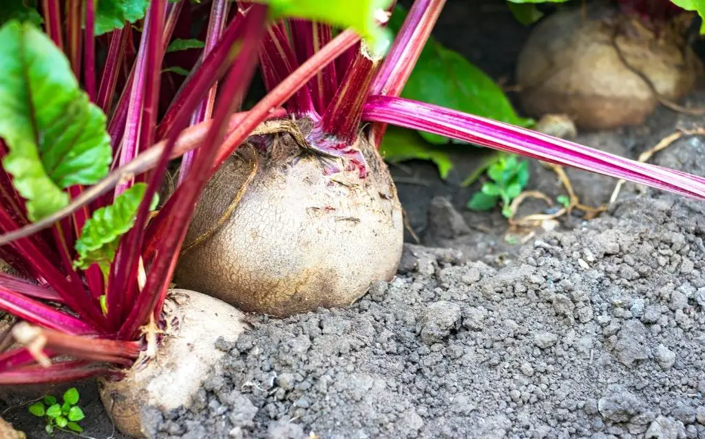 Can beetroots come back each year?