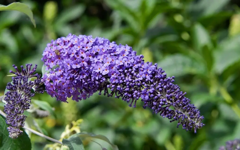  Blue Butterfly Bush blossoms are more purple than blue