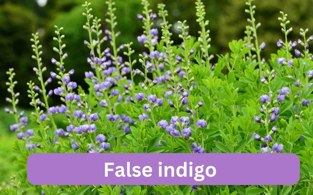 False indigo purple flower plant