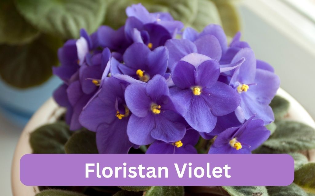 Floristan Violet purple and yellow flowers