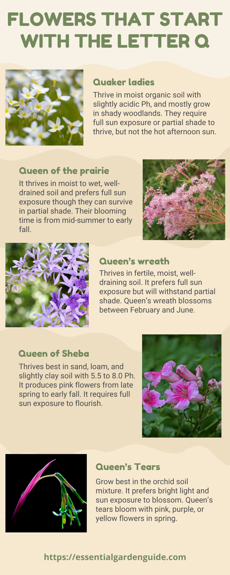 Infographic: Flowers That Start with the Letter Q