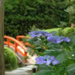 9 Flowers for Japanese Gardens