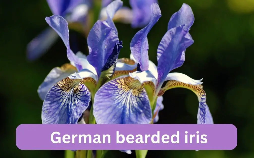 German bearded iris flowers are light purple