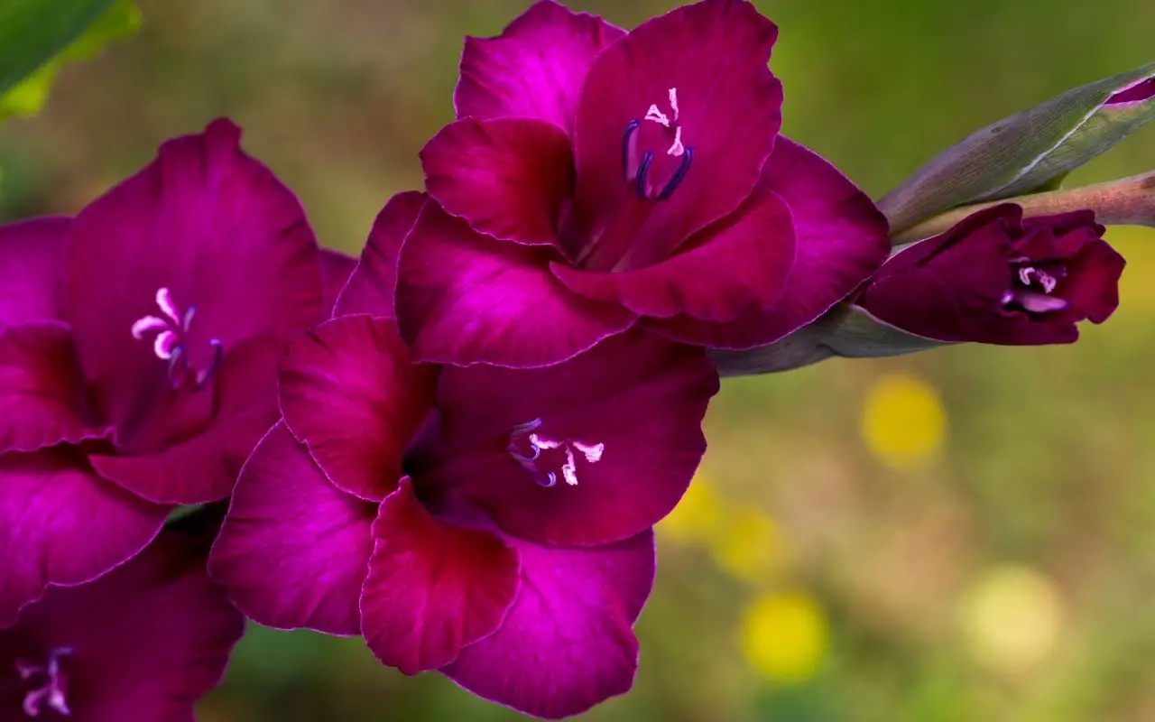 Types of purple flowers