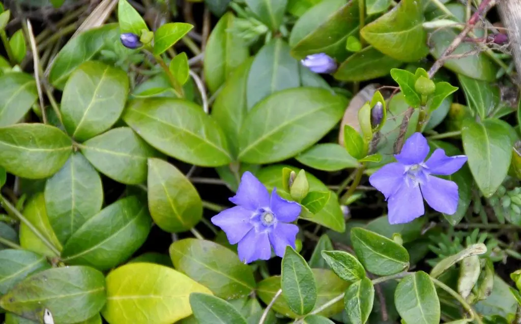 Flowers with blues petals make great ground cover