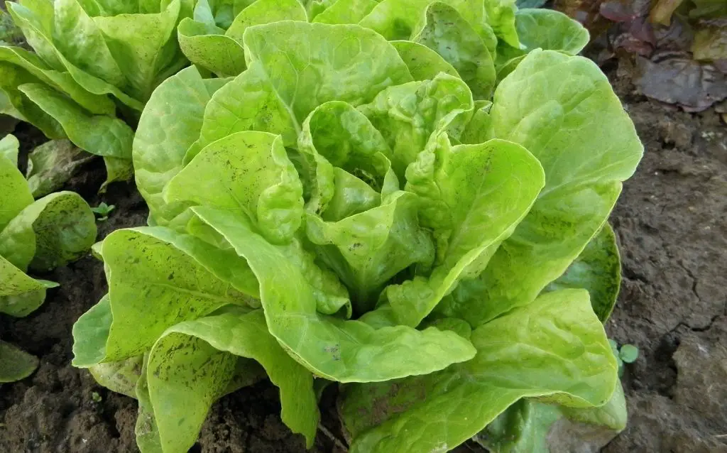 Lettuces grow well in most home gardens