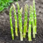 How to Grow Asparagus At Home In Containers or Garden