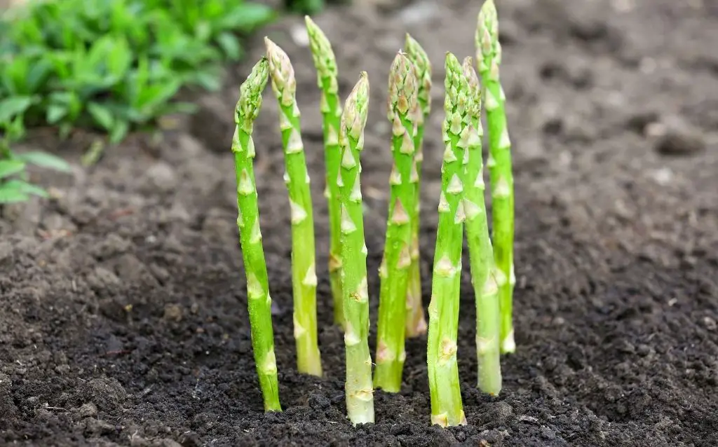 Growing asparagus in a home garden