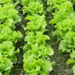 How To Plant and Grow Lettuce At Home