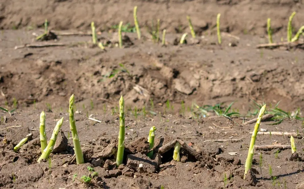 how to plant asparagus from seed
