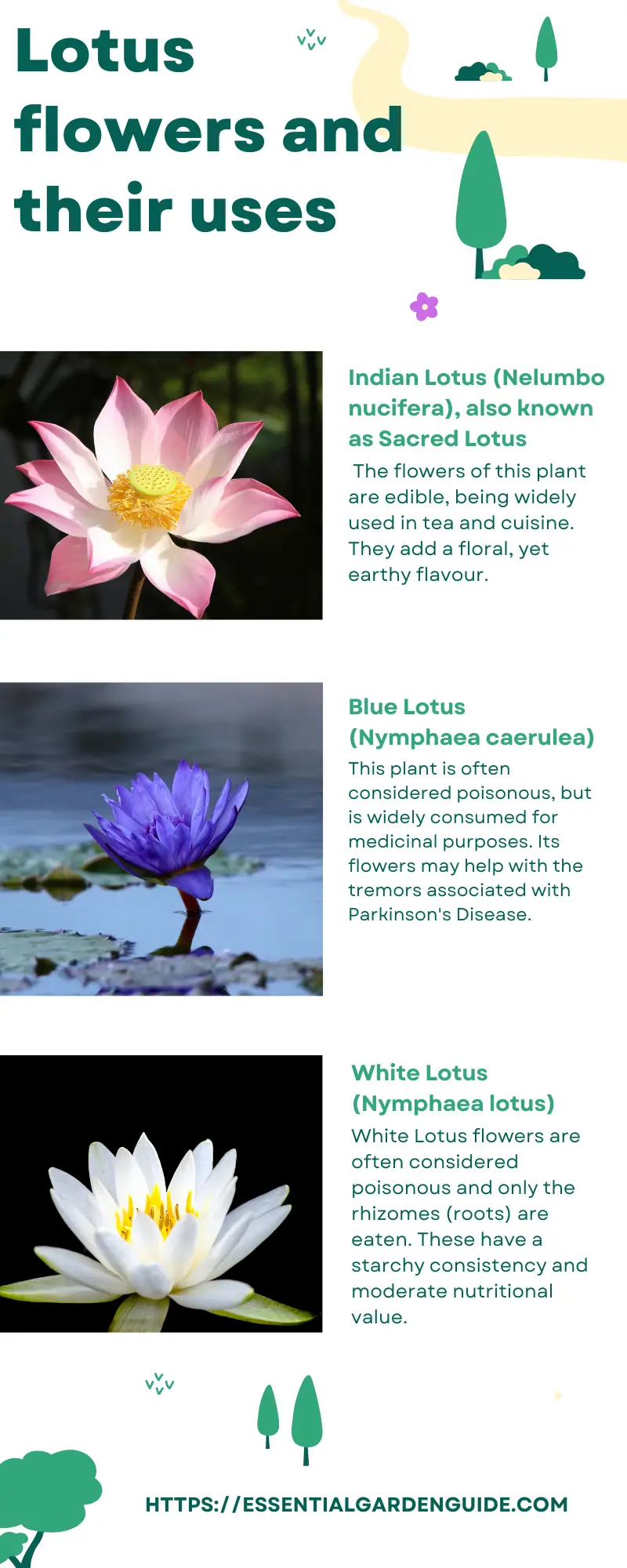 Are Lotus flowers edible?