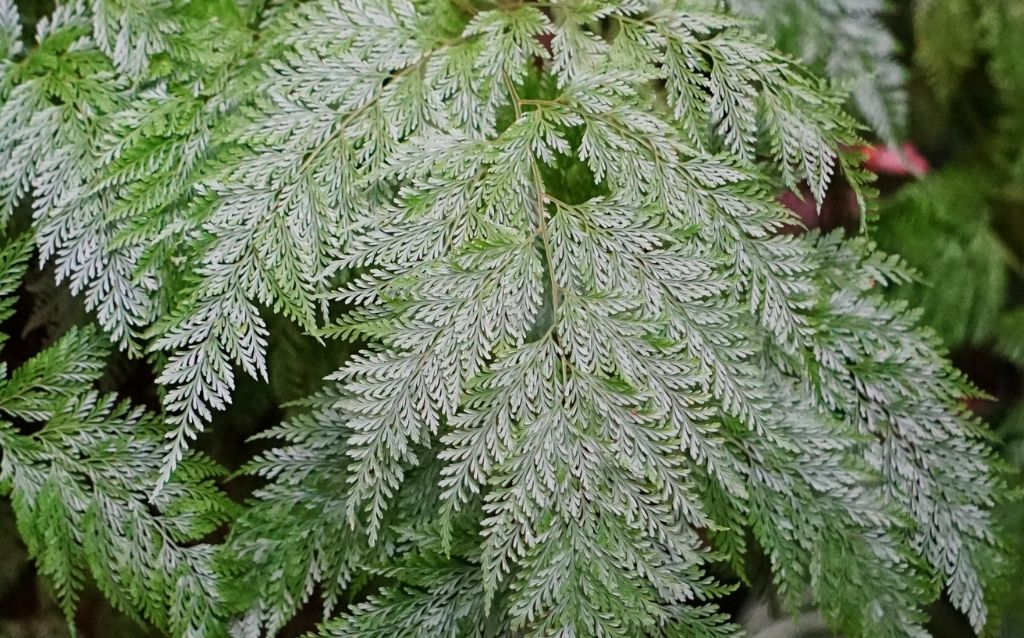 Araiostegia parvipinnata looks like a delicate fern but it's a garden shrub.