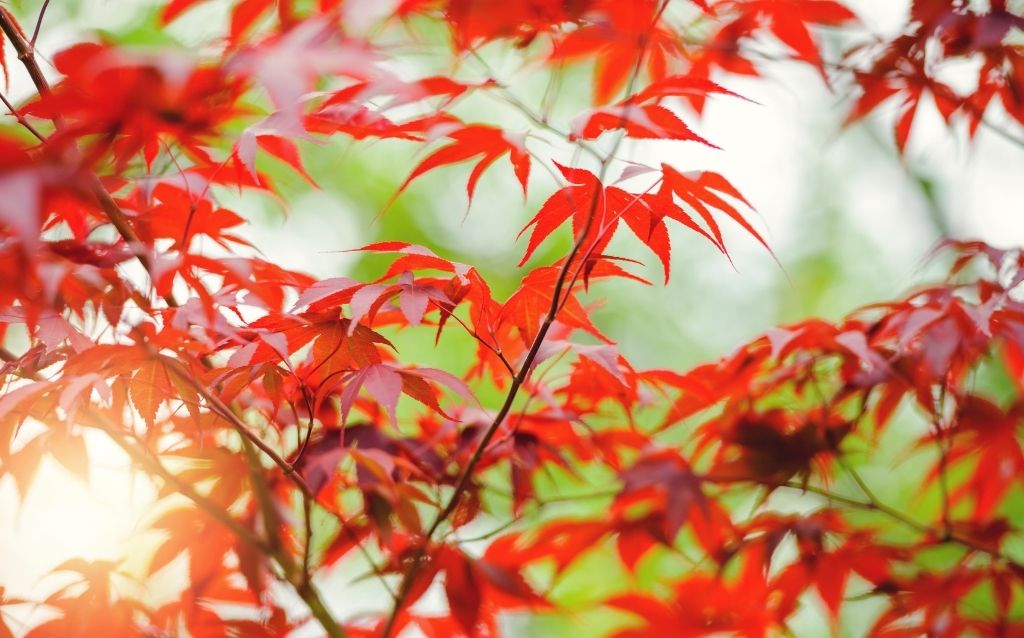Japanese maple tree is chosen for it's colorful display in Autumn