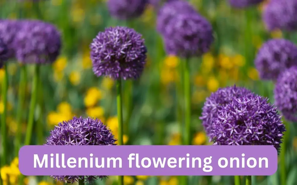 Millenium flowering onion purple florets